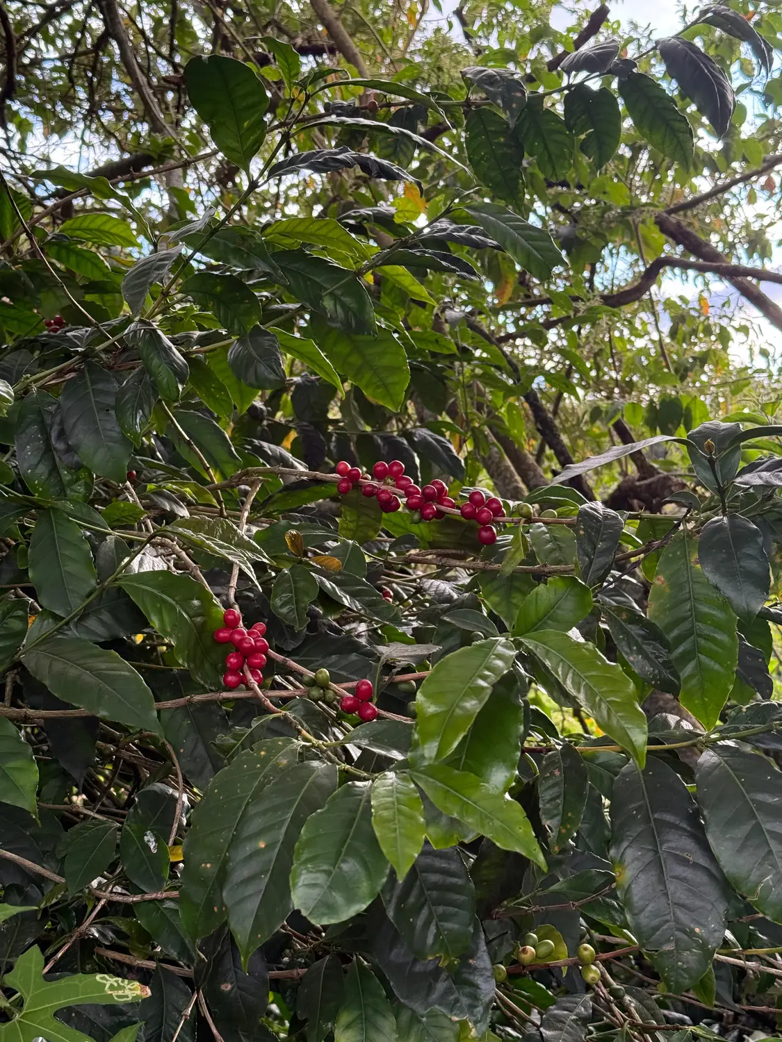 Ripe red coffee cherries growing on the branch at a Boquete plantation