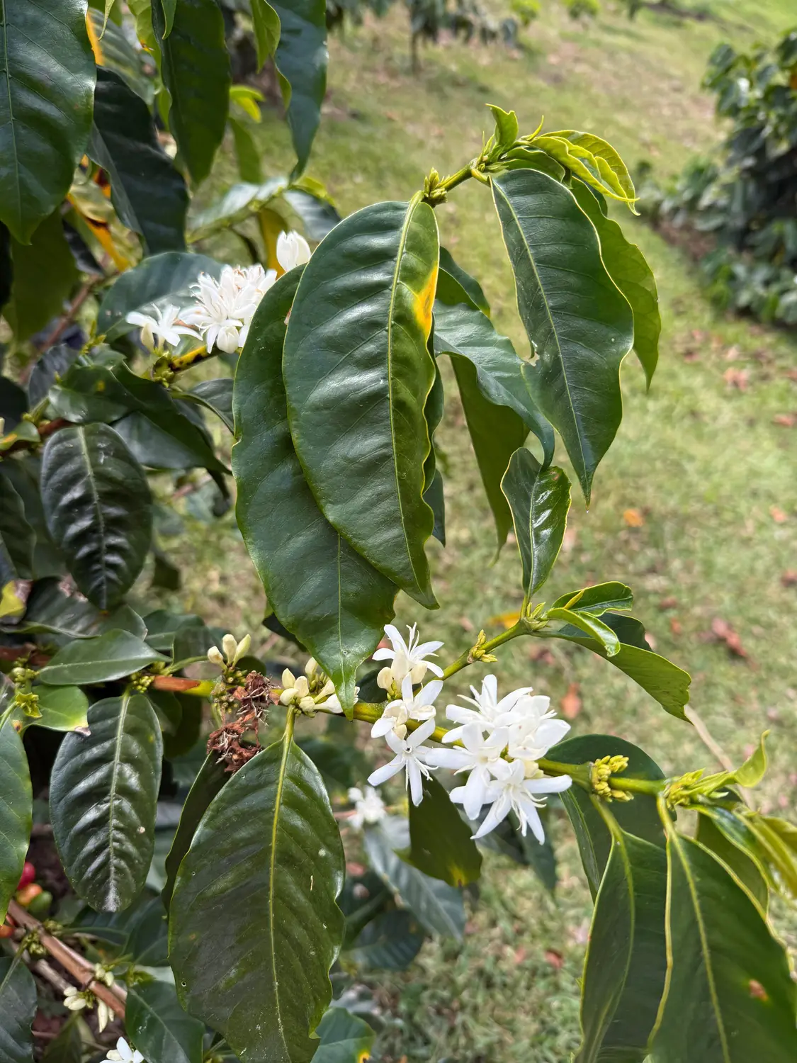 Delicate white coffee flowers blossoming on a coffee plant