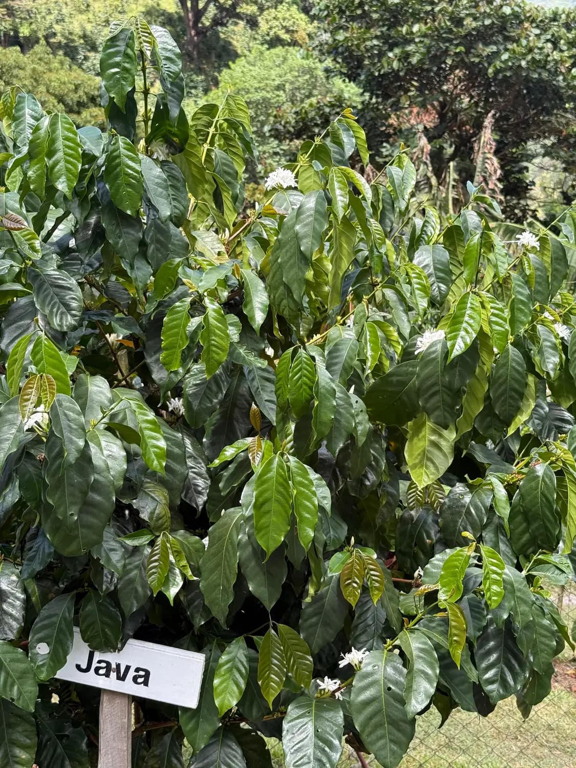 Coffee plants on the plantation, including the Java varietal