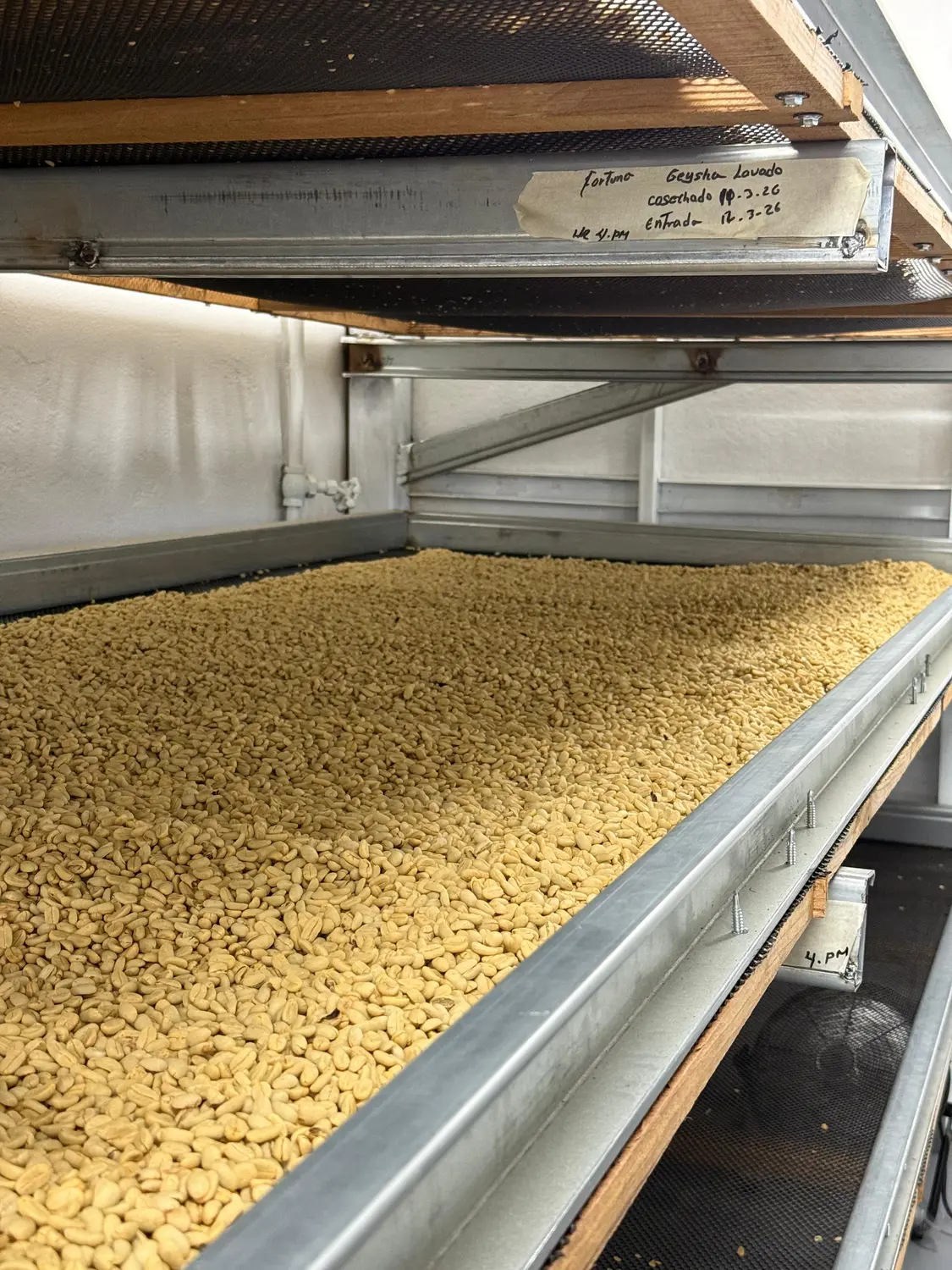 Coffee beans drying on raised beds at the farm