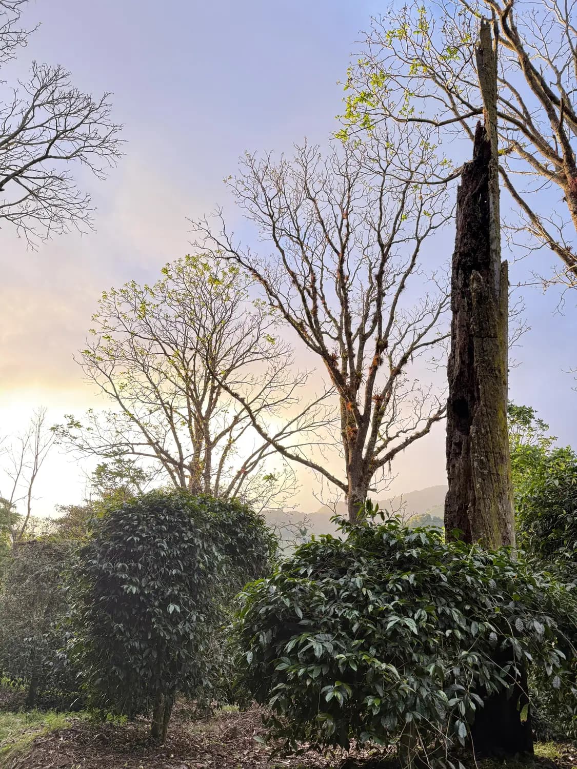 Shade trees and lush greenery on a coffee farm in the Boquete highlands