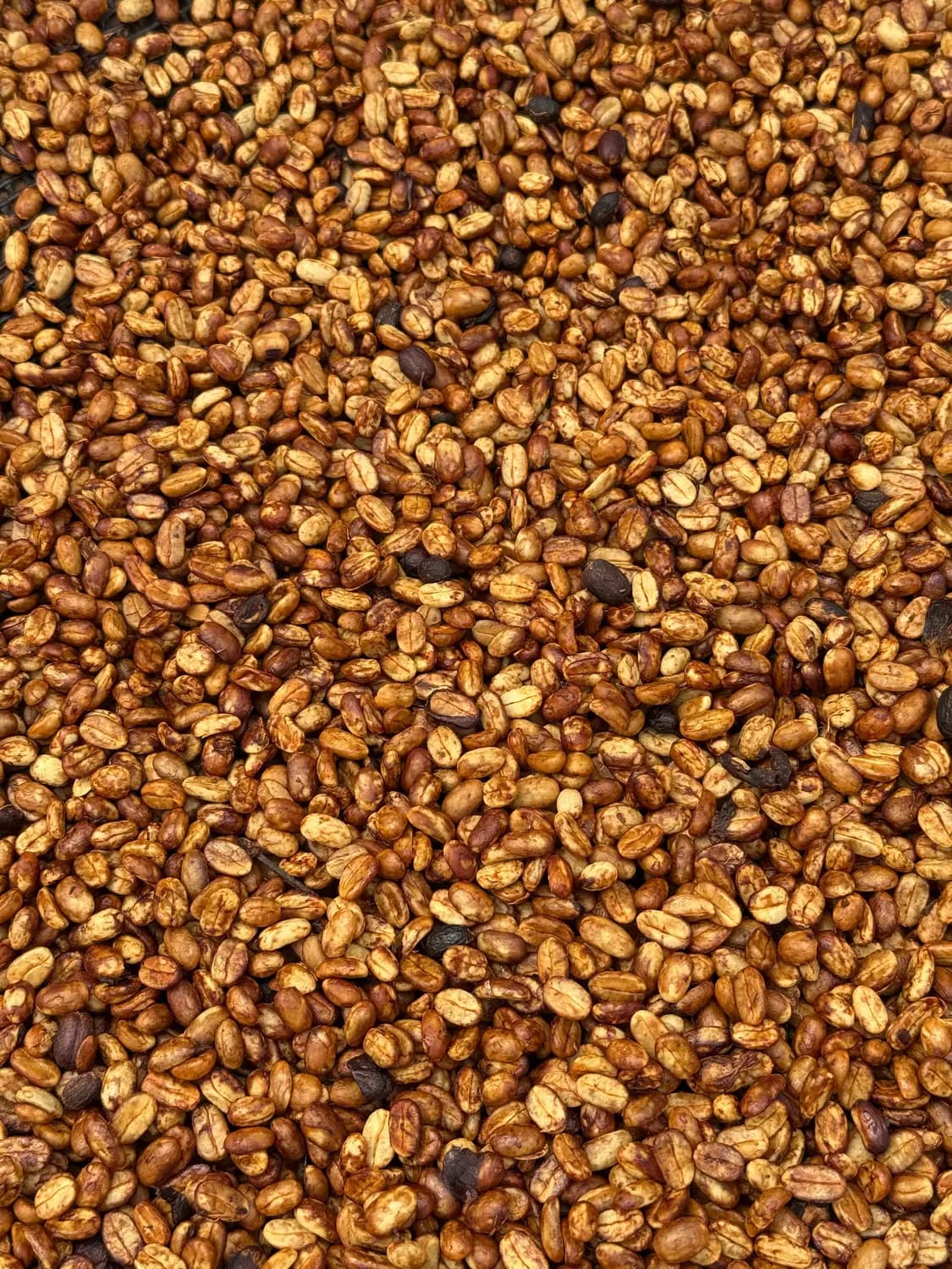 Close-up of golden honey-process coffee beans drying