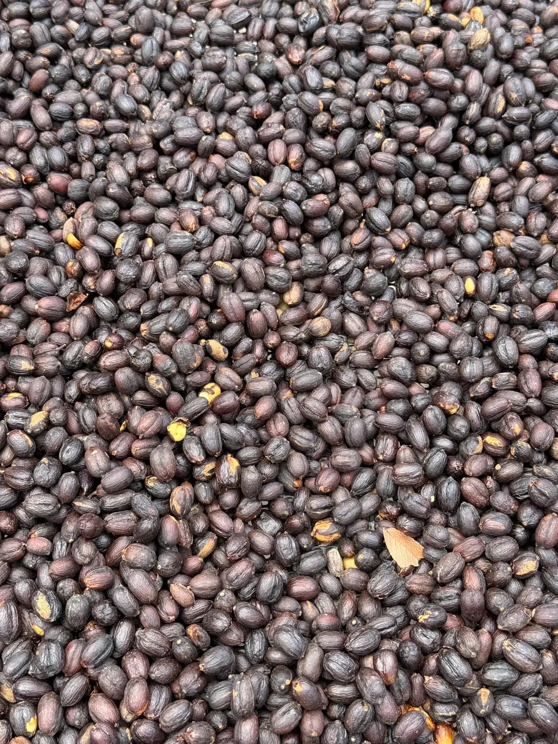 Close-up of natural-process coffee beans during drying