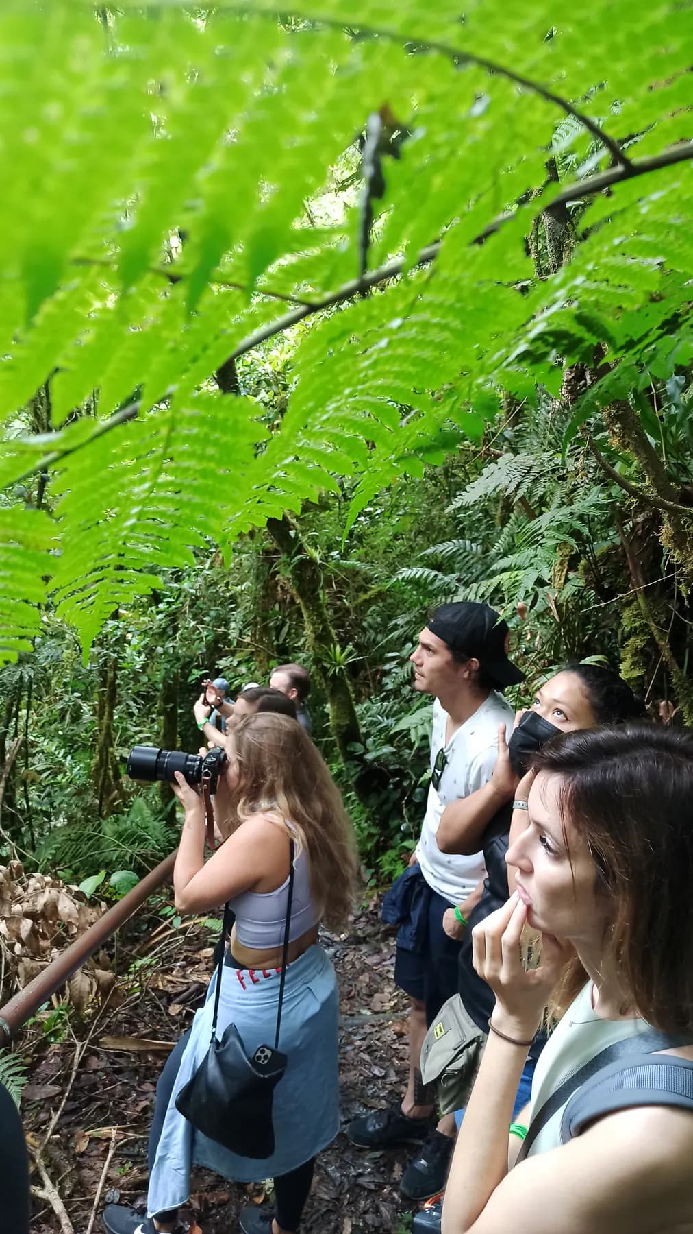 A small group with cameras and binoculars birdwatching among ferns in the Boquete cloud forest