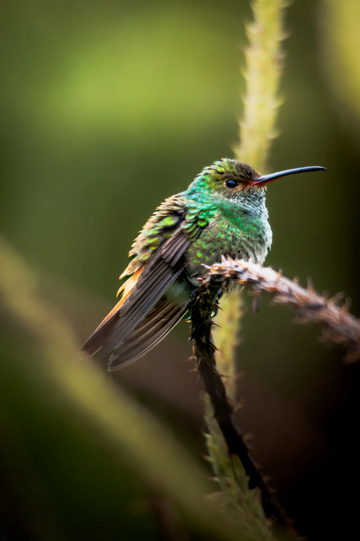 A green hummingbird perched on a twig with its wings slightly open