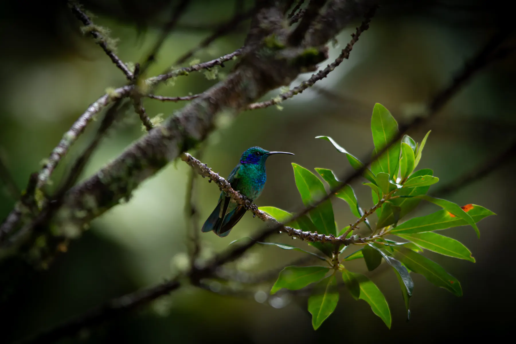 A small hummingbird resting on a branch in the Boquete cloud forest