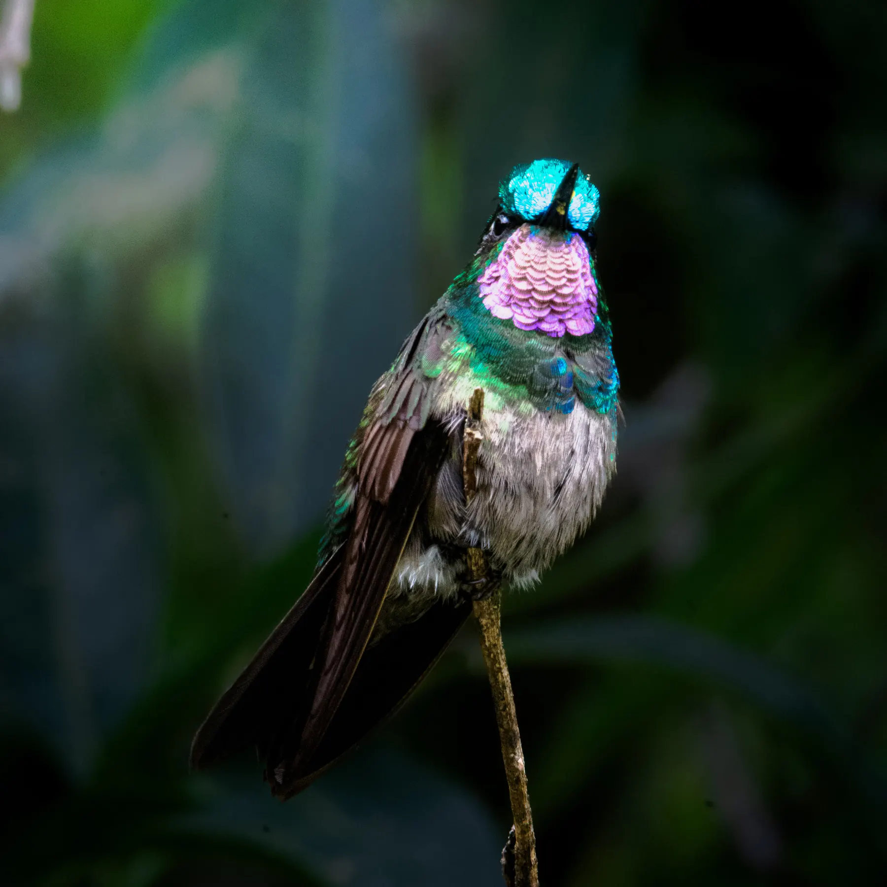 A hummingbird with a bright purple throat and turquoise crown seen on a Boquete birdwatching tour