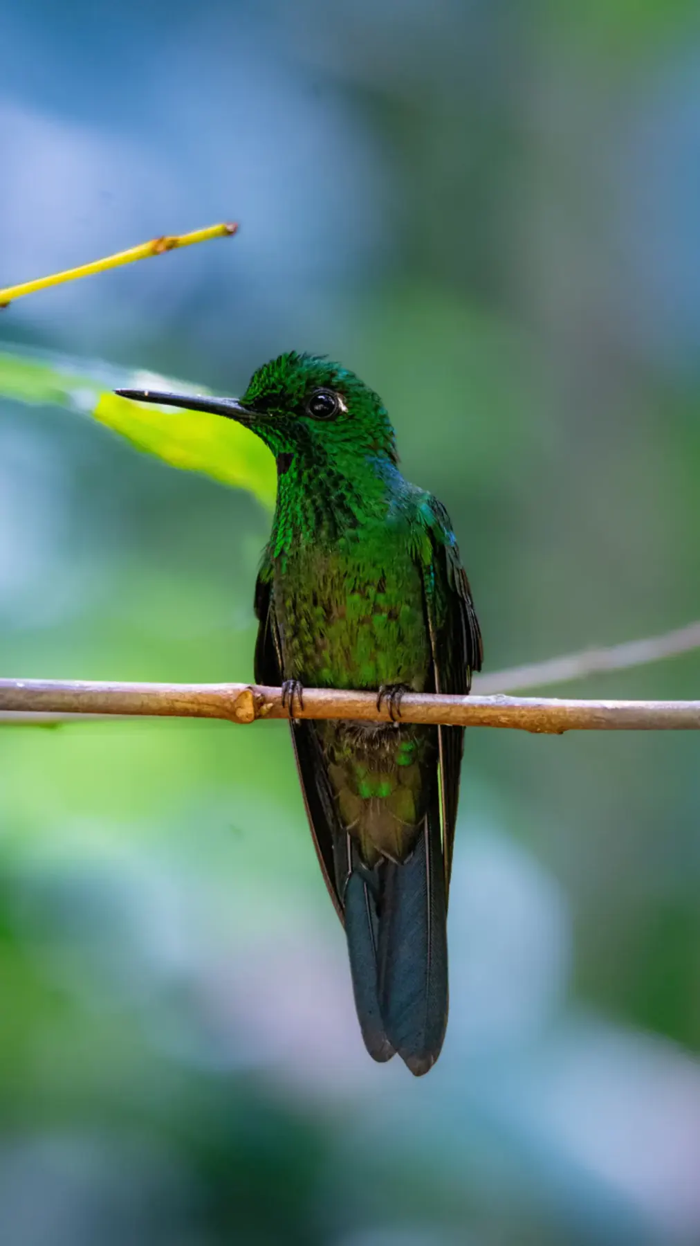 An iridescent green hummingbird sitting on a thin branch in the highland forest