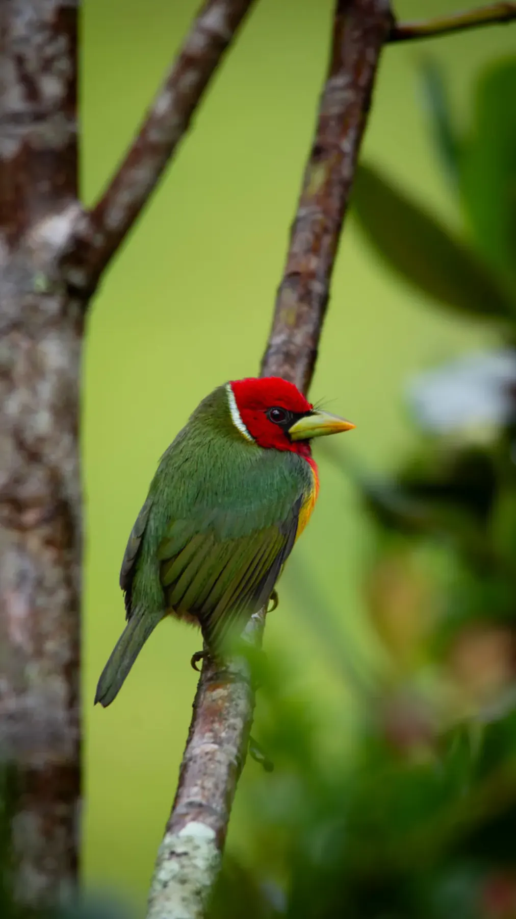 A red-headed barbet perched on a branch in the cloud forest near Boquete