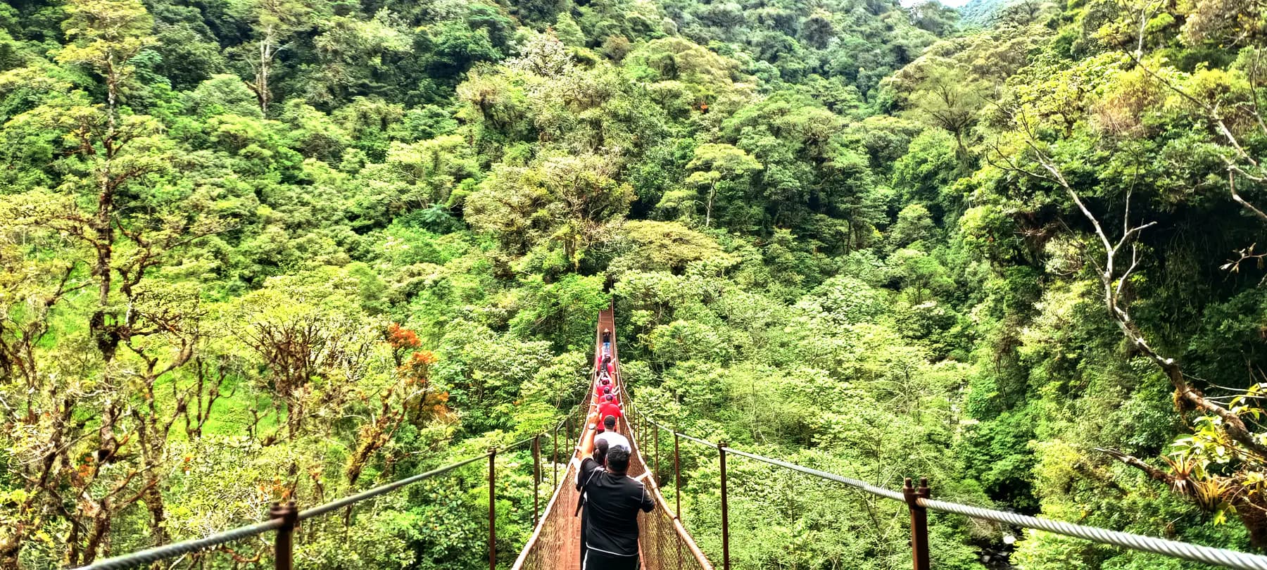 Walkers crossing a hanging bridge that leads straight into the cloud forest canopy