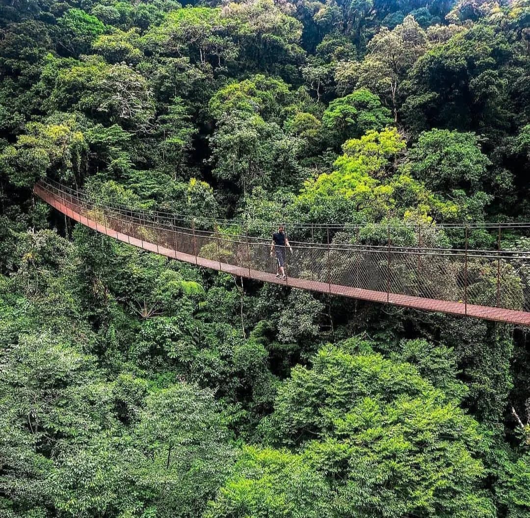A long suspension bridge spanning a deep forested valley outside Boquete
