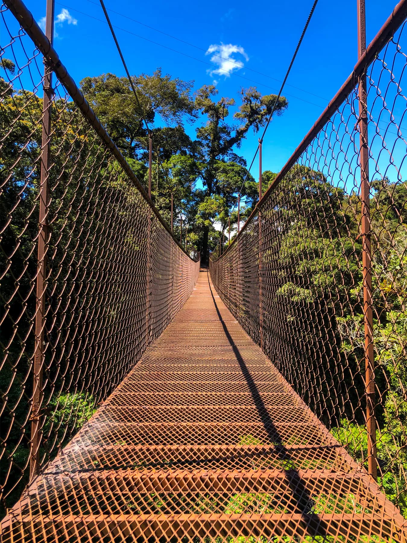 Looking down the length of a mesh-sided hanging bridge above the treetops in Boquete