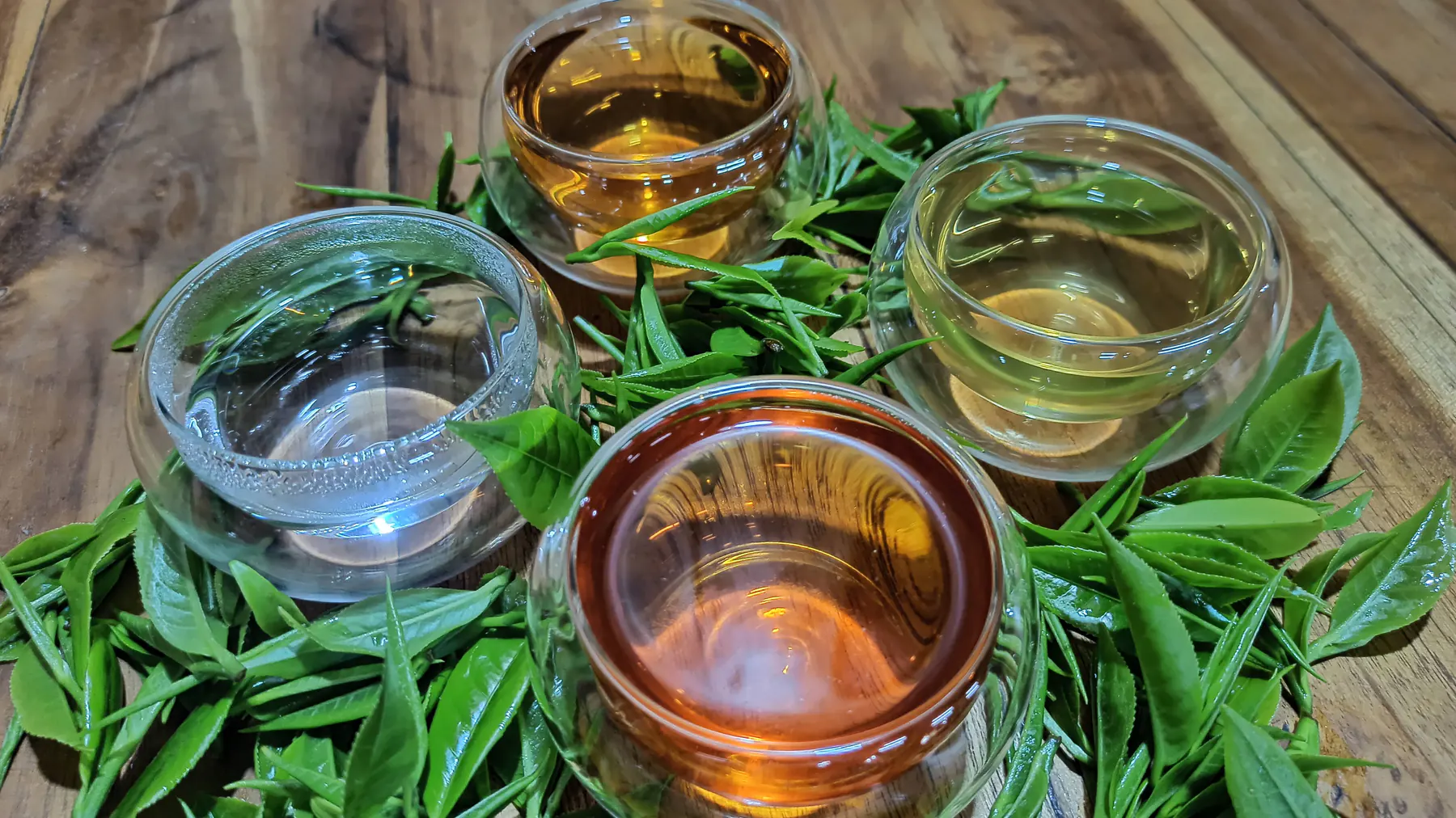 Glass cups of brewed tea sitting among fresh green tea leaves