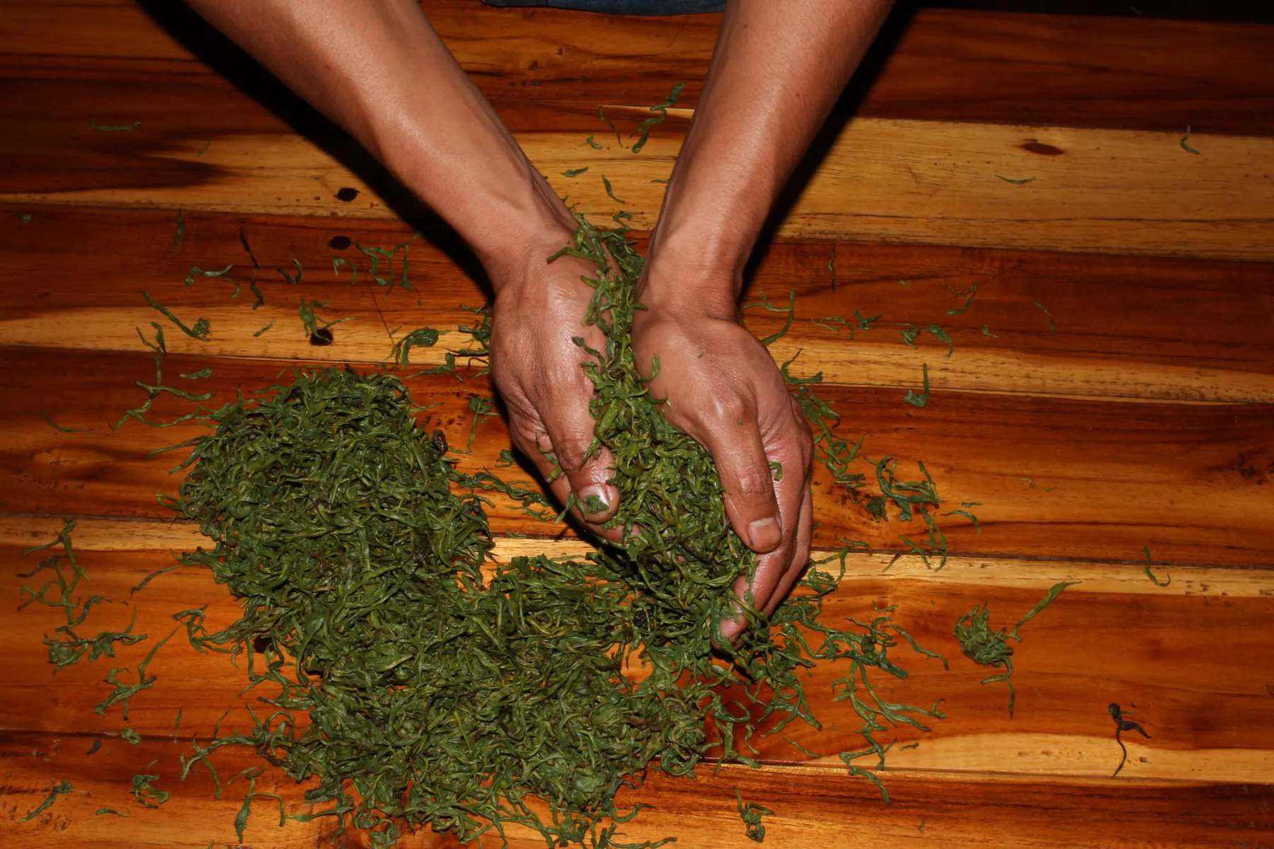 Hands holding freshly processed tea leaves over a wooden board on a Boquete tea tour